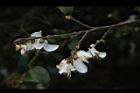 阿里山茶-花23.JPG