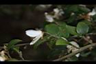 阿里山茶-花24.JPG