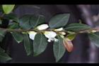 阿里山茶-花序01.JPG