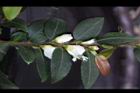 阿里山茶-花序02.JPG