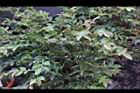 阿里山茶01.JPG