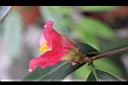 鳳凰山茶-花23.JPG