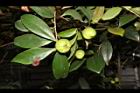 鳳凰山茶-實09.JPG