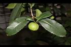 鳳凰山茶-實16.JPG