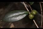 鳳凰山茶-實19.JPG