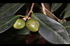 鳳凰山茶-實24.JPG
