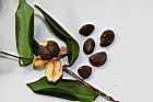 鳳凰山茶-種子02.JPG
