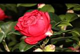 哈大紅-花04.JPG