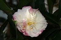 姚黃魏紫-花02.JPG