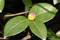 姚黃魏紫-花苞03.JPG