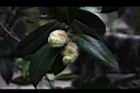 正黃旗-花苞02.JPG