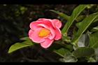 紅海棠-花04.JPG