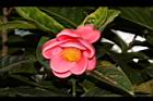 紅海棠-花07.JPG