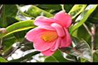 紅海棠-花12.JPG