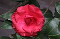 紅紅玫瑰06.JPG