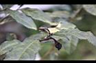 紫葉山茶-葉10.JPG