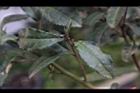 紫葉山茶-葉11.JPG