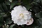昭和之光-花3.jpg