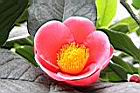 海棠-花09.jpg
