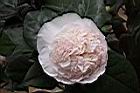 玻璃花-花11.jpg