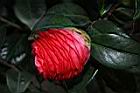 紅葛蕾絲00.JPG