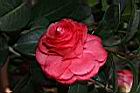 紅葛蕾絲02.JPG