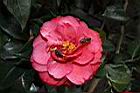 紅葛蕾絲03.JPG