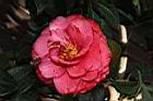 紅葛蕾絲05.JPG
