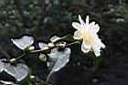黃蓮華-花01.JPG