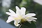 黃蓮華-花17.JPG