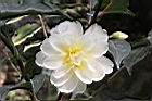 黃蓮華-花30.JPG