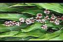 巴西鐵樹-花00.JPG