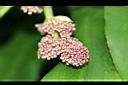 巴西鐵樹-花5.JPG