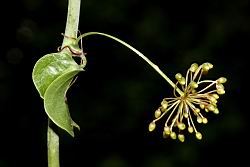 平柄菝契-雄花序21.JPG