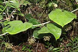 平柄菝契-雄花序00.JPG