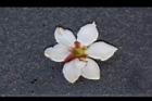 恆春石斑木-花萼0.jpg