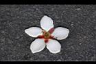 恆春石斑木-花萼2.jpg