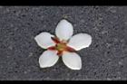 恆春石斑木-花萼3.jpg