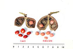 恆春紅豆樹-種子28.JPG