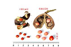 恆春紅豆樹-種子38.JPG