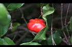 扁櫻桃-紅實2.jpg