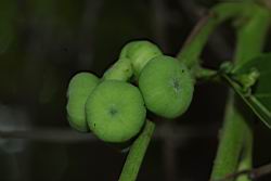 披針葉饅頭果-實06.JPG