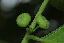 披針葉饅頭果-實11.JPG