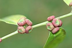 披針葉饅頭果-實14.jpg