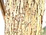 指甲花-皮2.JPG