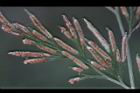 日本金粉蕨-孢子01.JPG