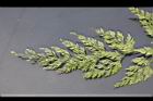 日本金粉蕨-孢葉06.JPG