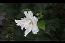 白花木槿-重瓣花3.jpg