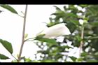 木槿-白花苞05.jpg