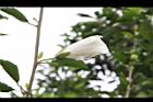 木槿-白花苞06.jpg